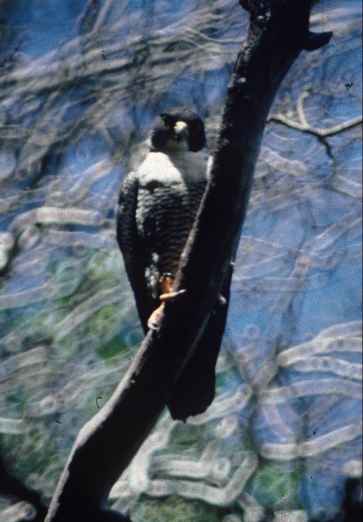 Peregrine Falcon (Malagasy) - ML382563251