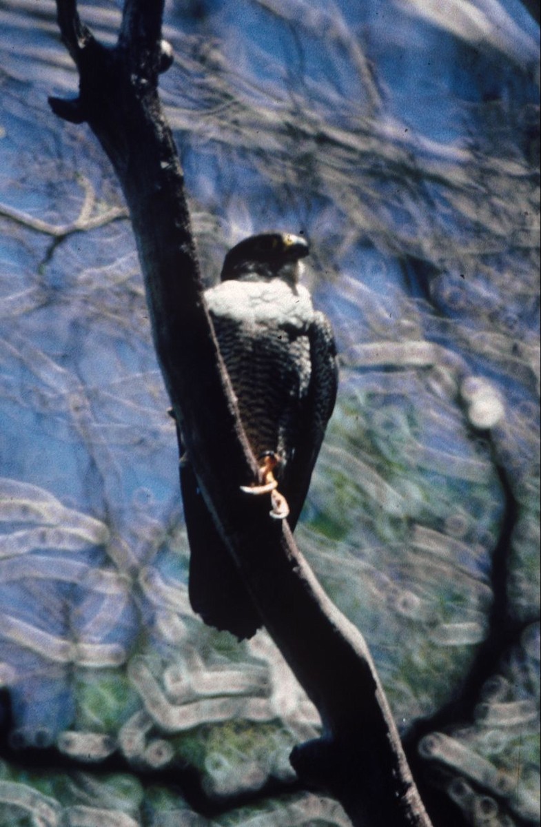 Peregrine Falcon (Malagasy) - ML382563261
