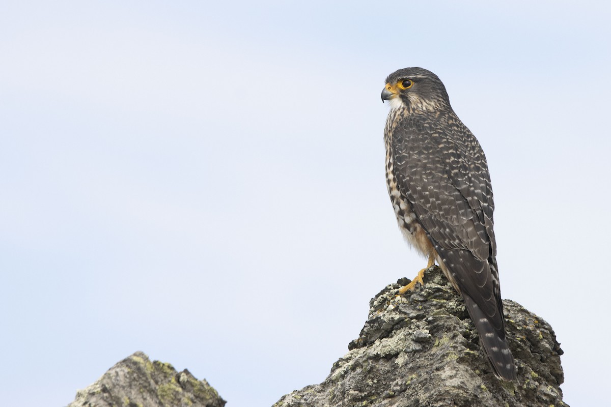 New Zealand Falcon - Oscar Thomas