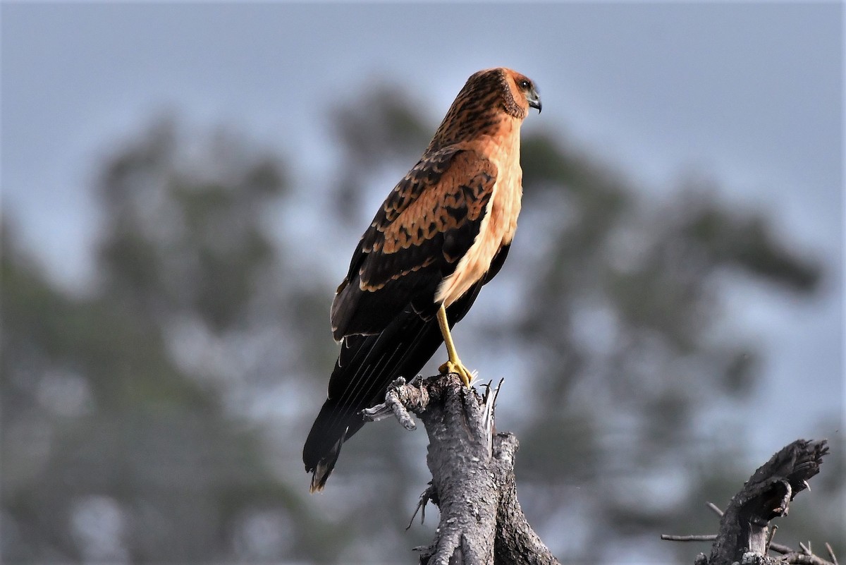 Spotted Harrier - ML382564871