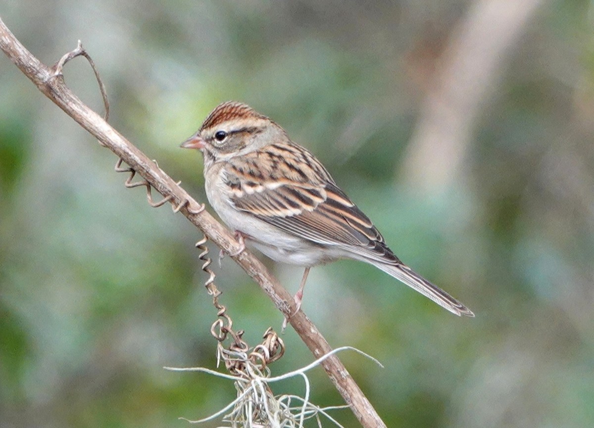 Chipping Sparrow - deborah grimes