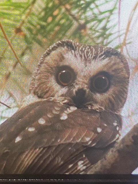 Northern Saw-whet Owl - ML382592821