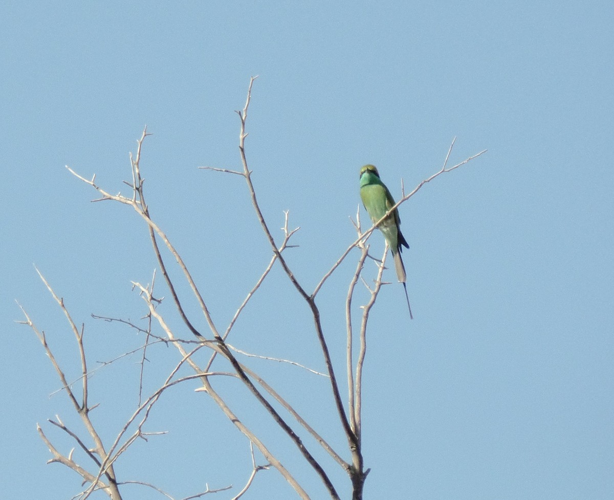 Asian Green Bee-eater - ML382597031