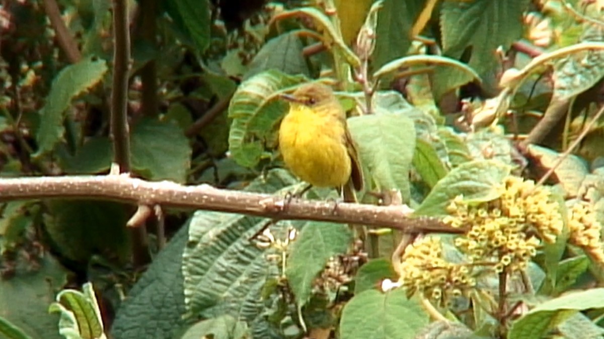 Mountain Yellow-Warbler - Josep del Hoyo
