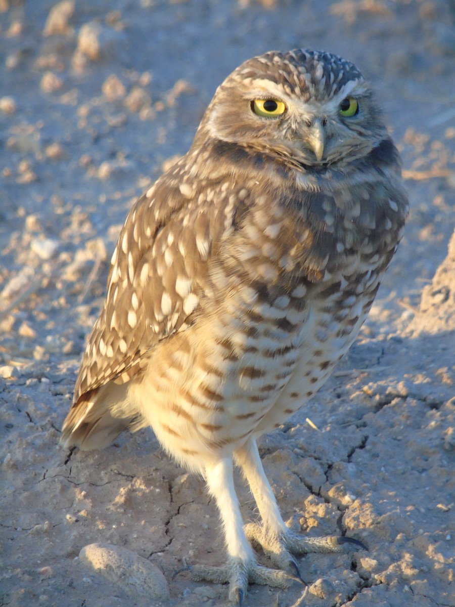 Burrowing Owl - ML382598621