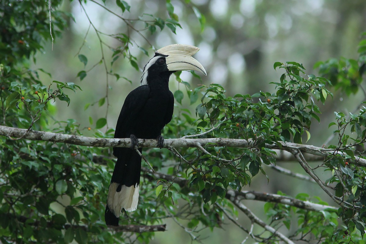 Black Hornbill - Ayuwat Jearwattanakanok