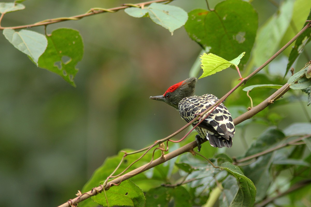 Gray-and-buff Woodpecker (Gray-and-buff) - ML382604541