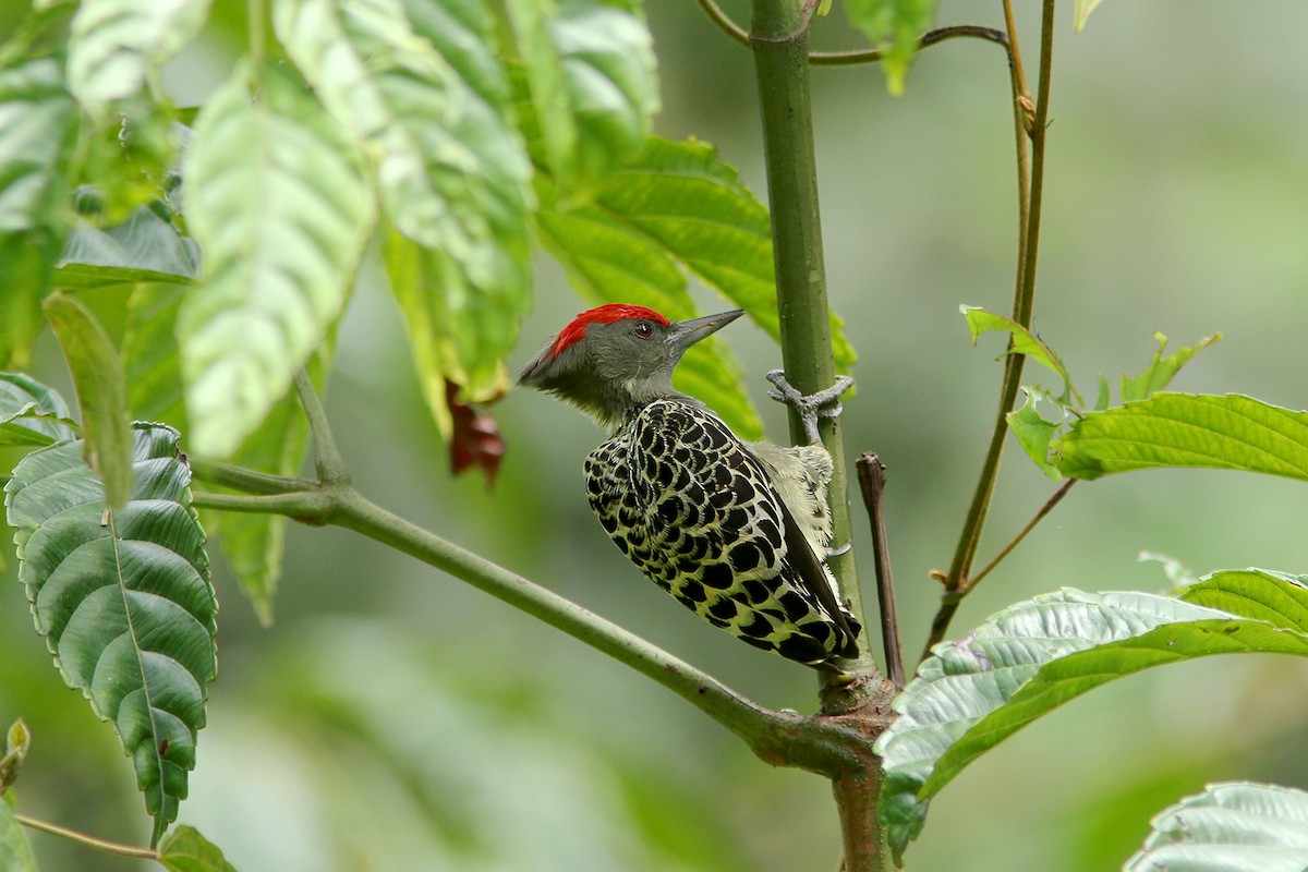Gray-and-buff Woodpecker (Gray-and-buff) - Ayuwat Jearwattanakanok
