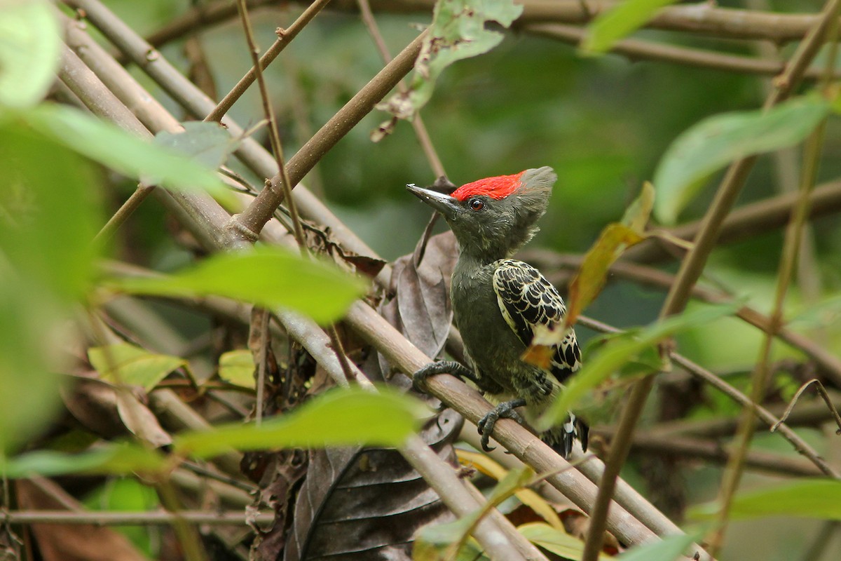 Gray-and-buff Woodpecker (Gray-and-buff) - Ayuwat Jearwattanakanok
