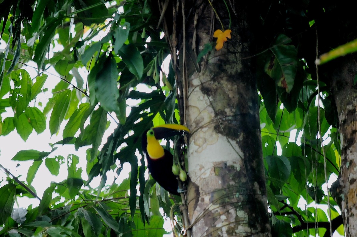 Yellow-throated Toucan (Chestnut-mandibled) - ML38260621