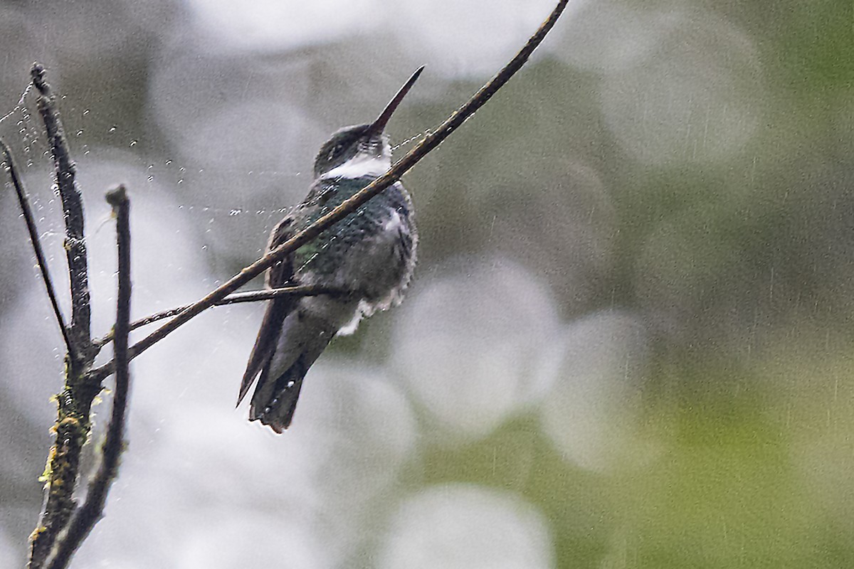 White-throated Hummingbird - ML382606471