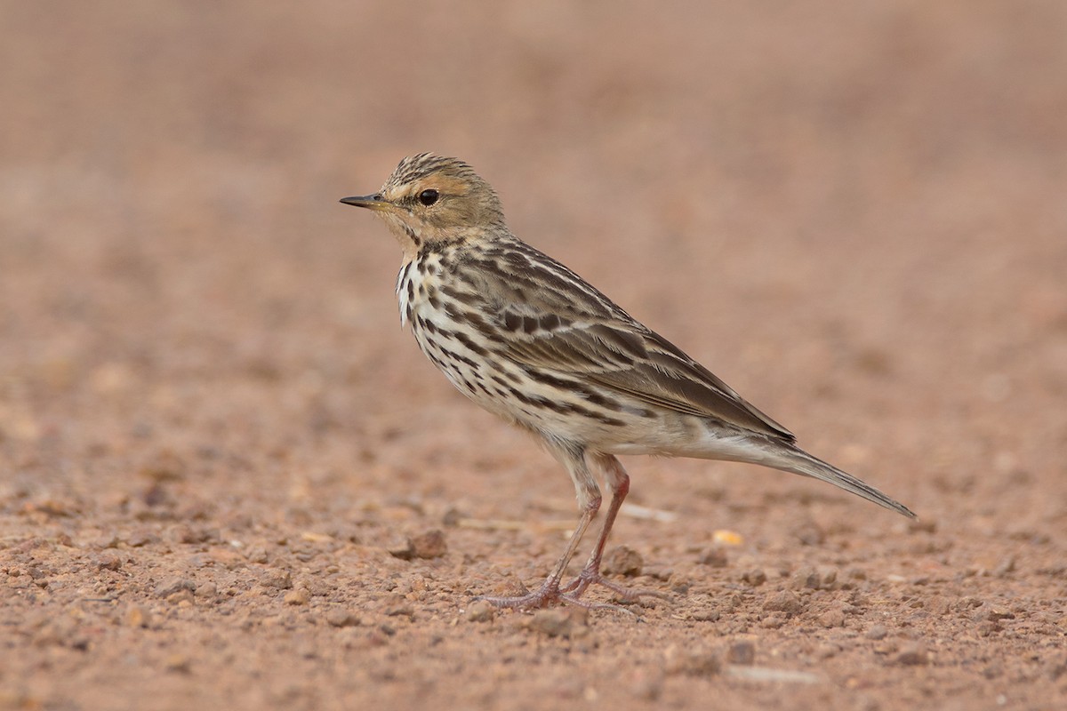 Red-throated Pipit - ML382608111
