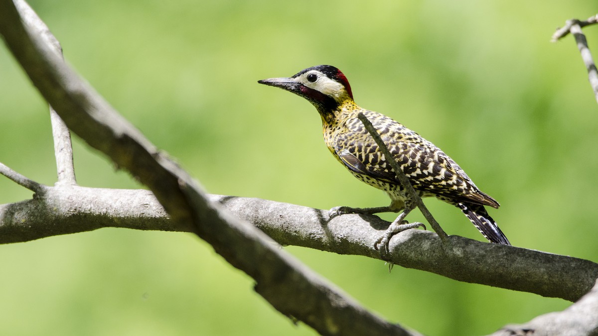 Green-barred Woodpecker - ML382608271