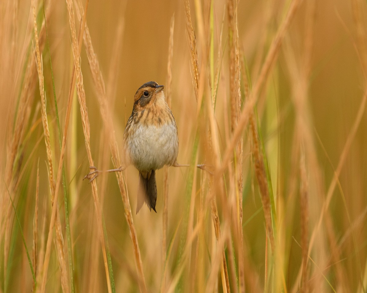 Nelson's Sparrow - Shayna Marchese