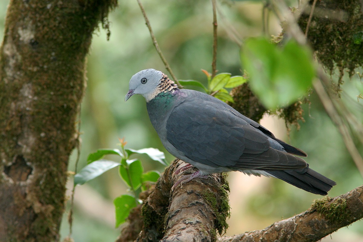 Ashy Wood-Pigeon - ML382610241