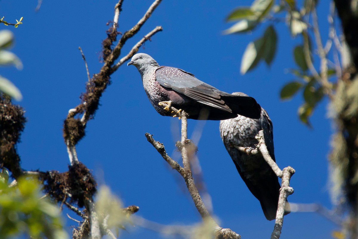 Speckled Wood-Pigeon - ML382610921