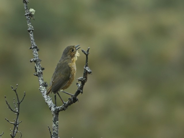 Adult vocalizing - Tawny Antpitta - 