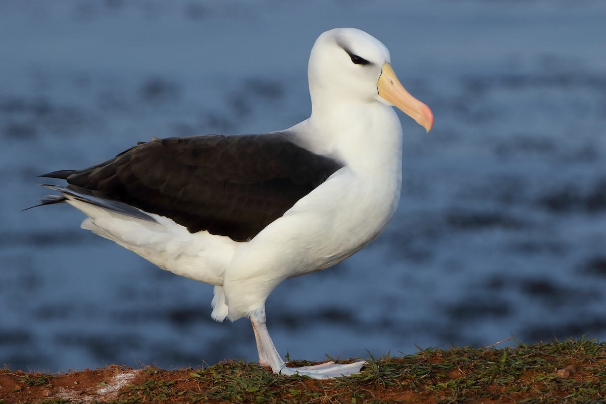 Black-browed Albatross - Georg Rüppel