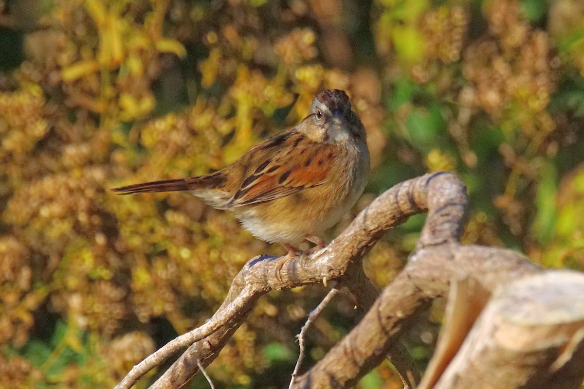 Swamp Sparrow - ML382628161