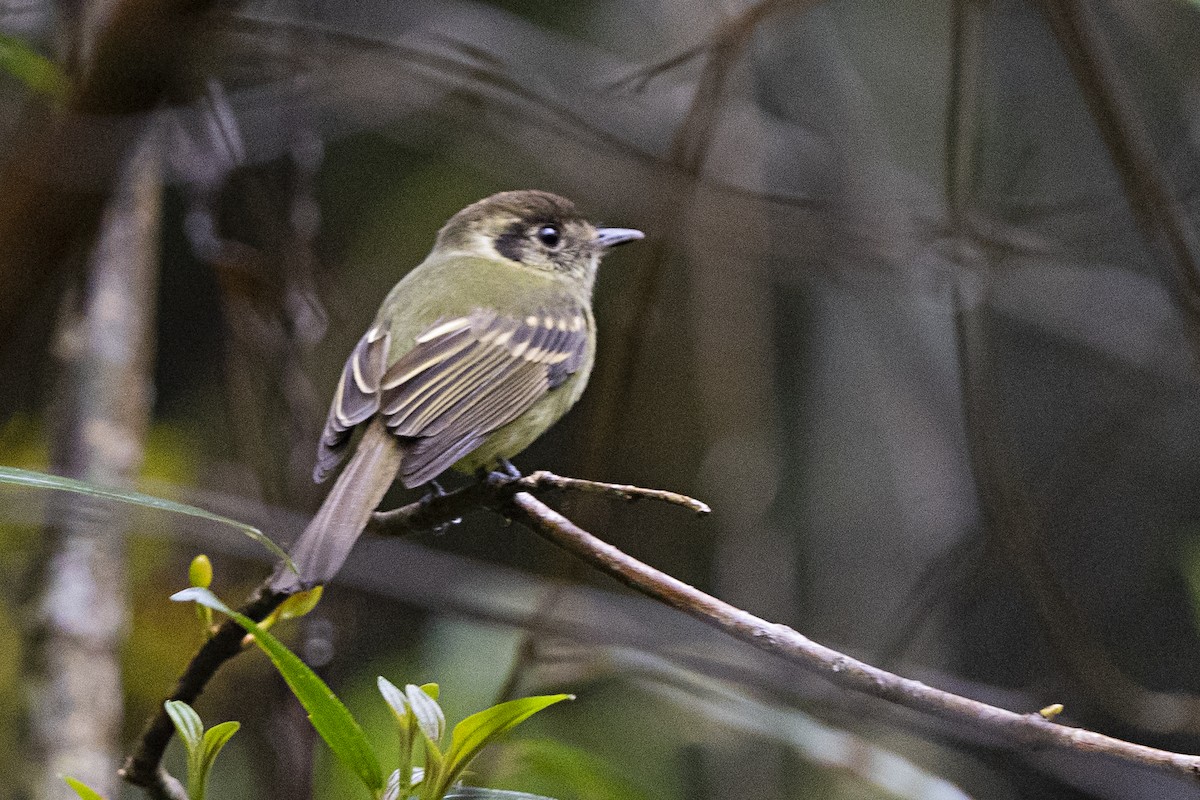 Sepia-capped Flycatcher - ML382630791