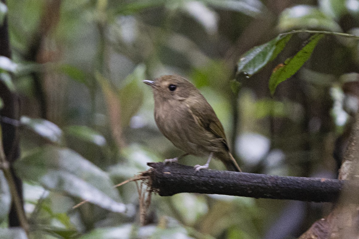 Brown-breasted Pygmy-Tyrant - ML382639971