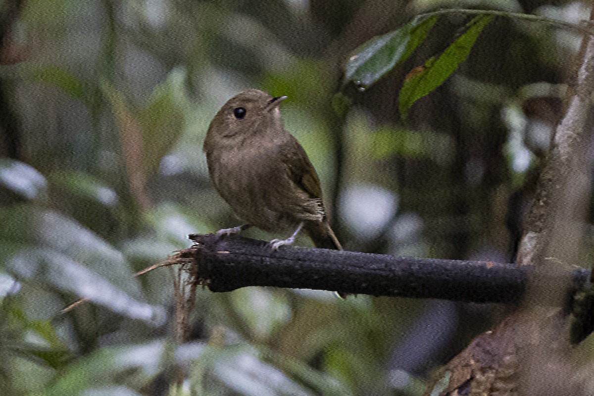Brown-breasted Pygmy-Tyrant - ML382640681