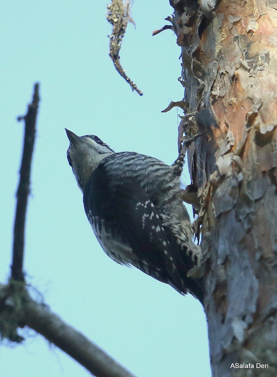 Eurasian Three-toed Woodpecker (Eurasian) - ML382643141