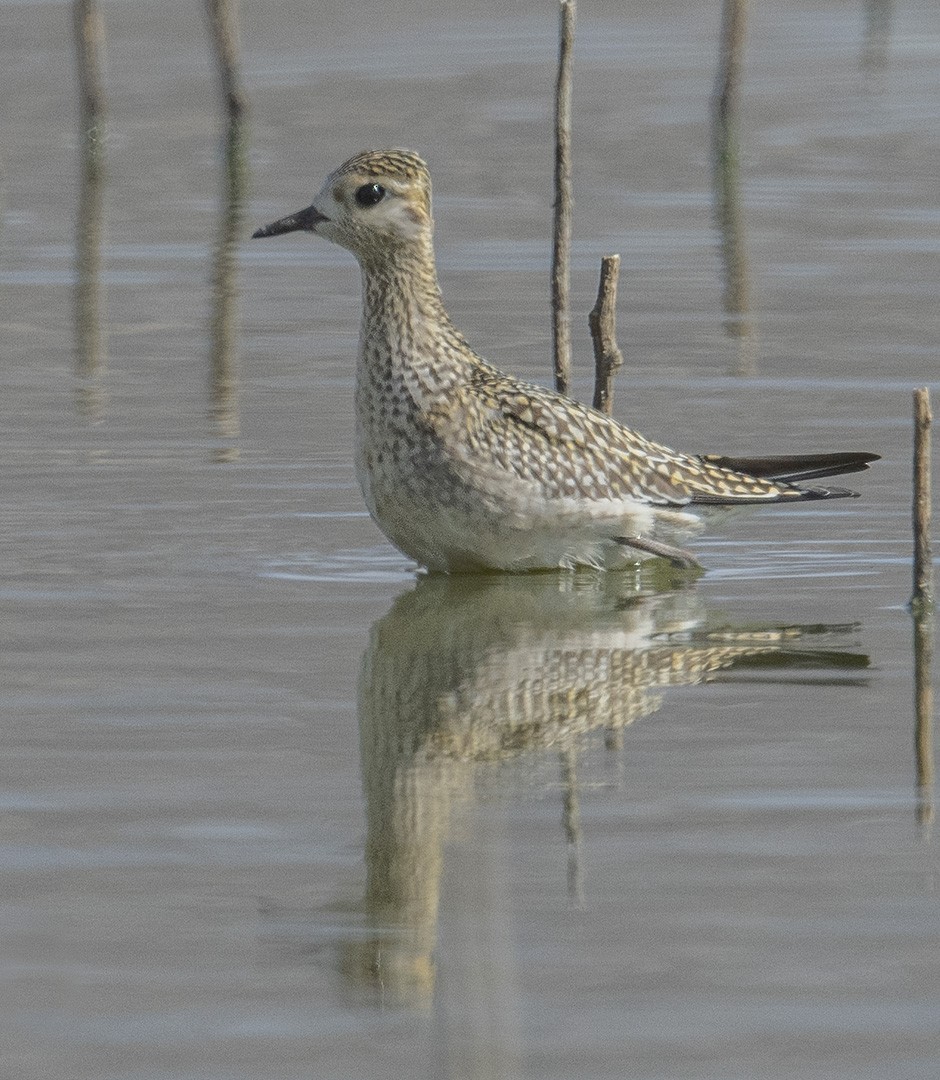 Black-bellied Plover/golden plover sp. - eBird