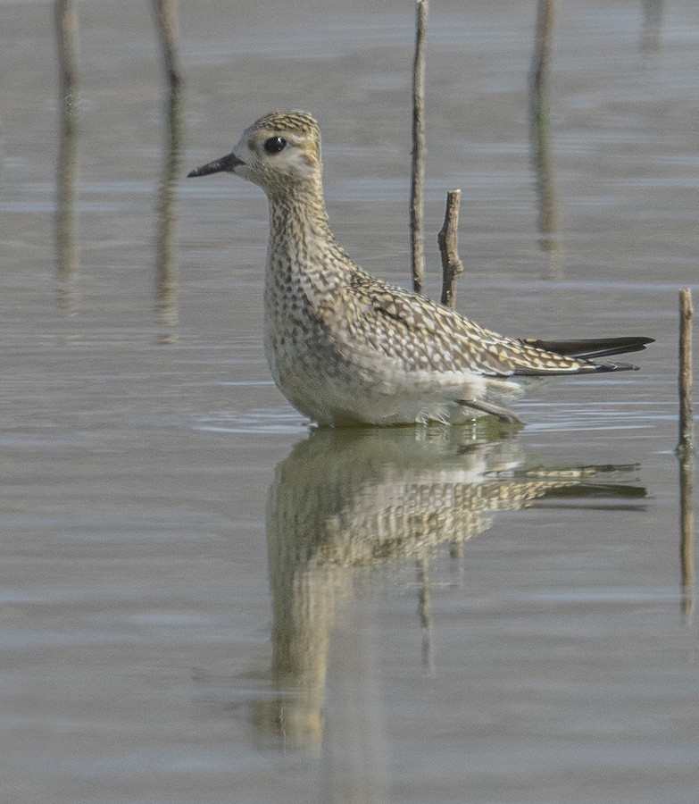 Grey Plover Golden Plover Sp. - Ebird