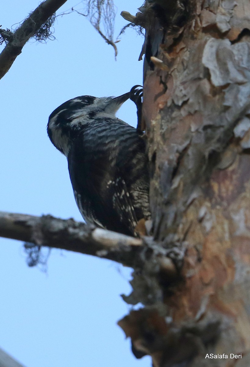 Eurasian Three-toed Woodpecker (Eurasian) - Fanis Theofanopoulos (ASalafa Deri)