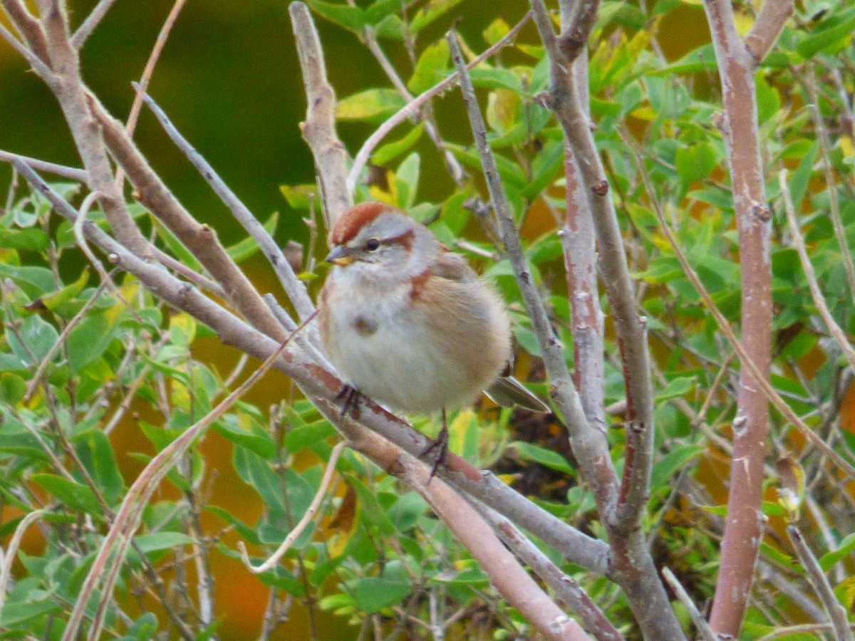 American Tree Sparrow - ML382651101