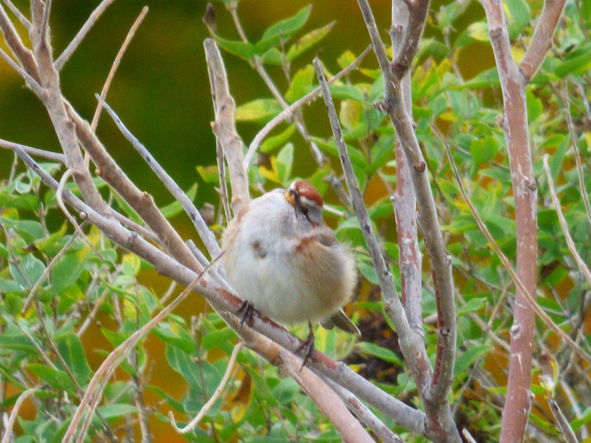 American Tree Sparrow - ML382651121