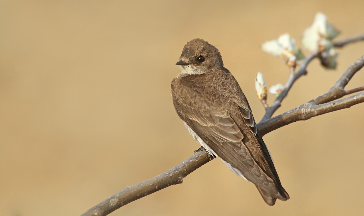 Northern Rough-winged Swallow - Ryan Schain