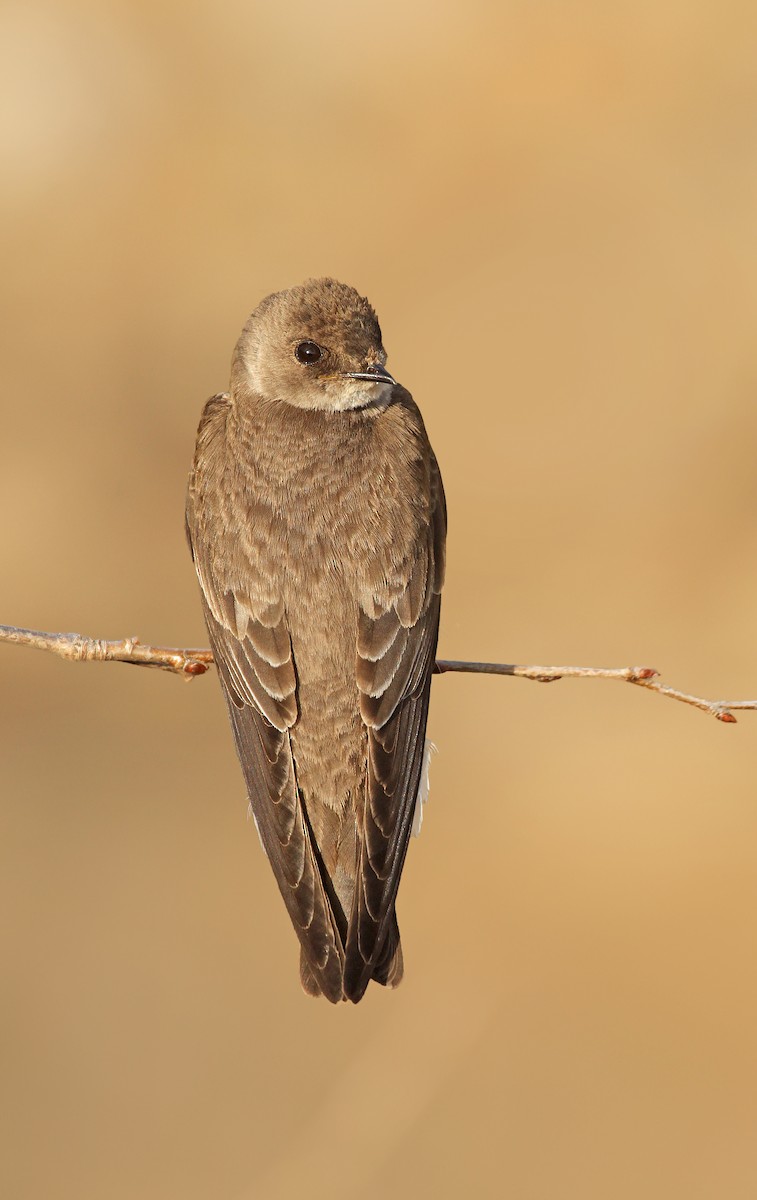 Northern Rough-winged Swallow - ML38265191