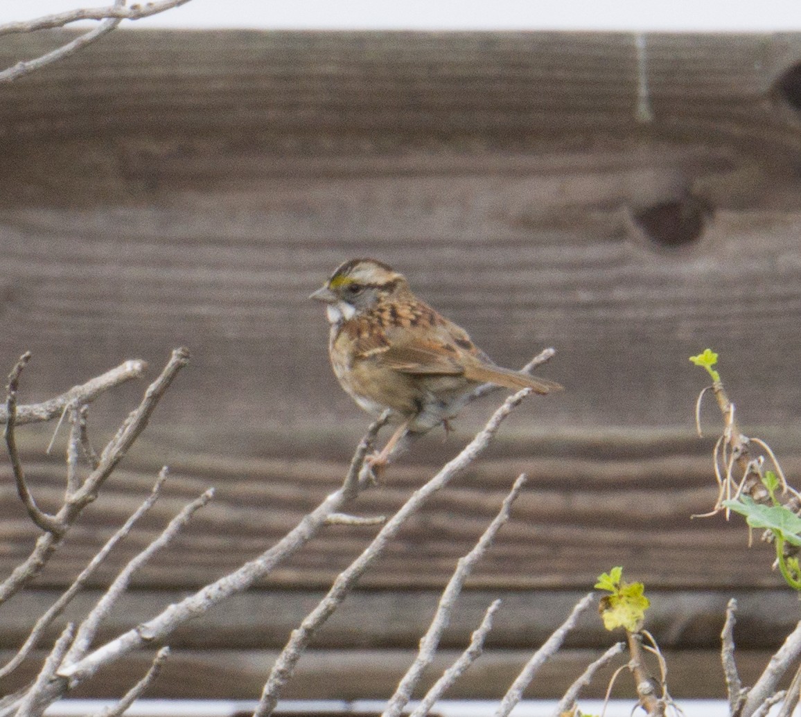 White-throated Sparrow - ML382660751