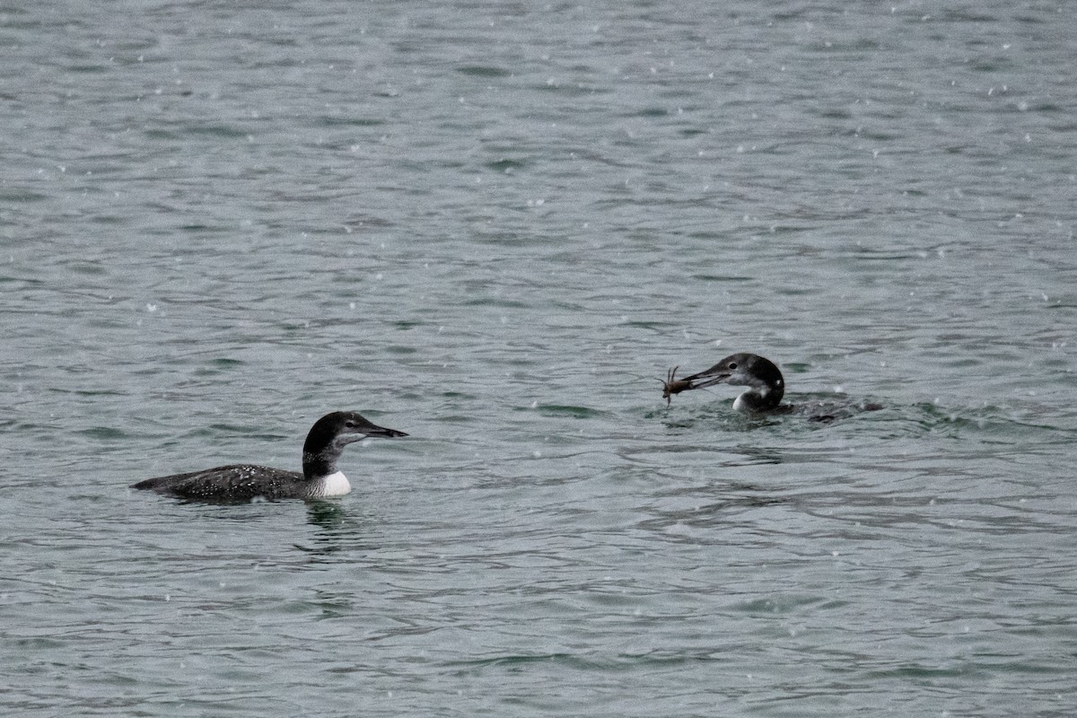 Common Loon - Forrest English