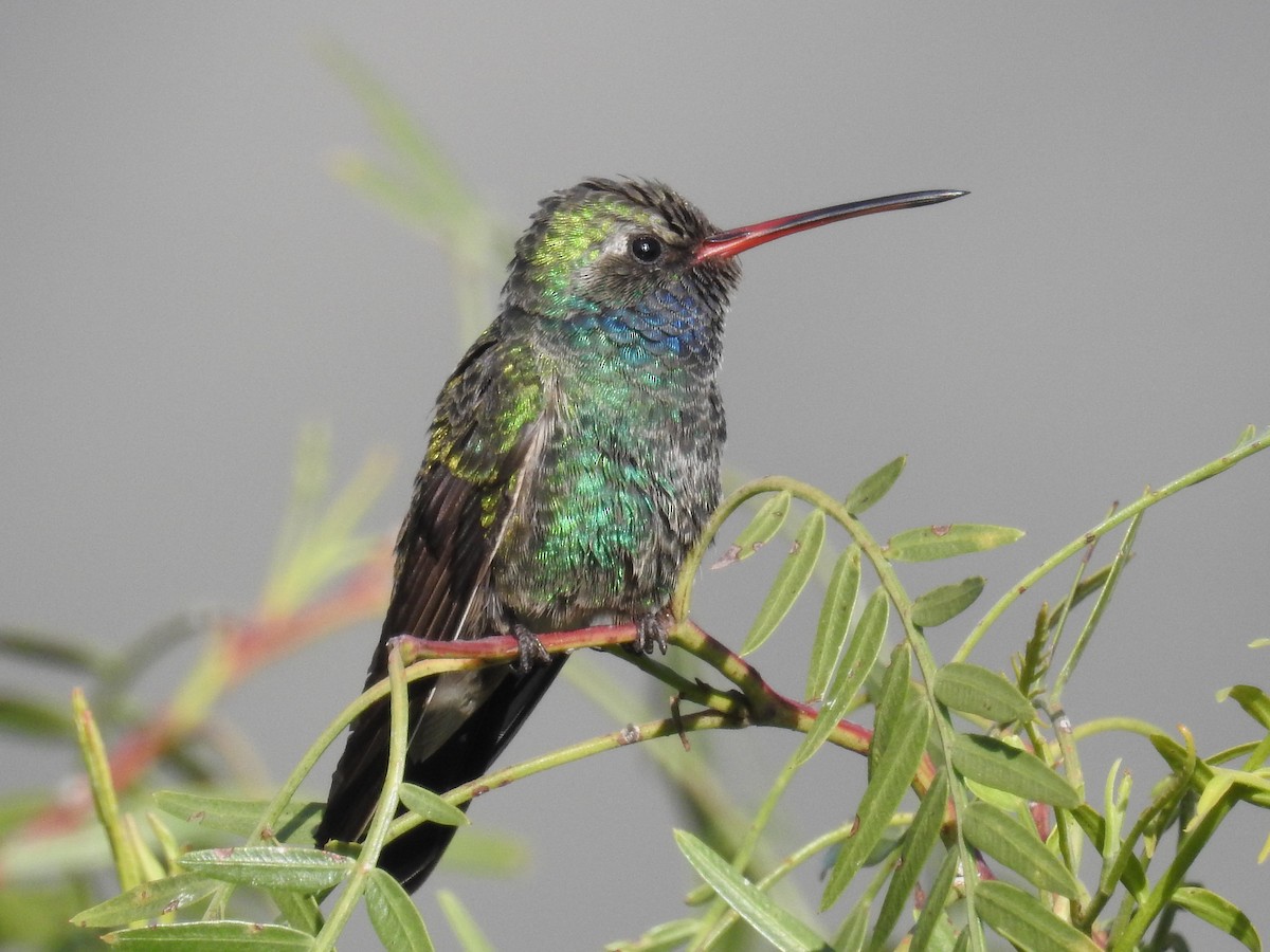 Broad-billed Hummingbird - Iván Reséndiz Cruz