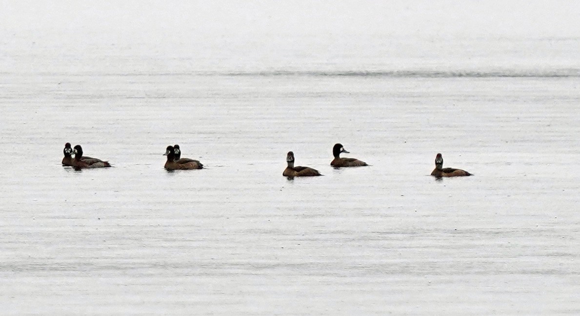 Greater Scaup - ML382672201