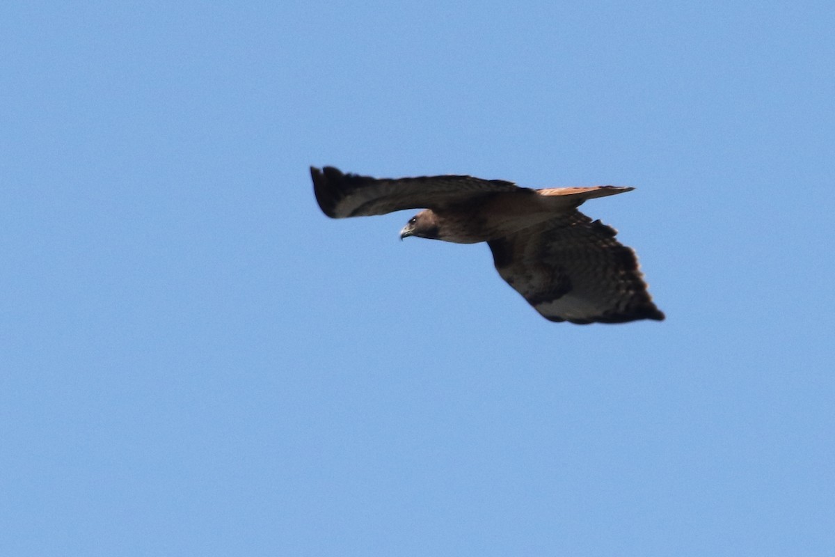 Red-tailed Hawk - Louis Hoeniger