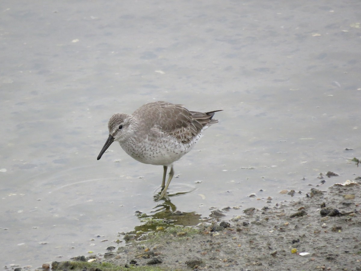 Red Knot - ML38268441