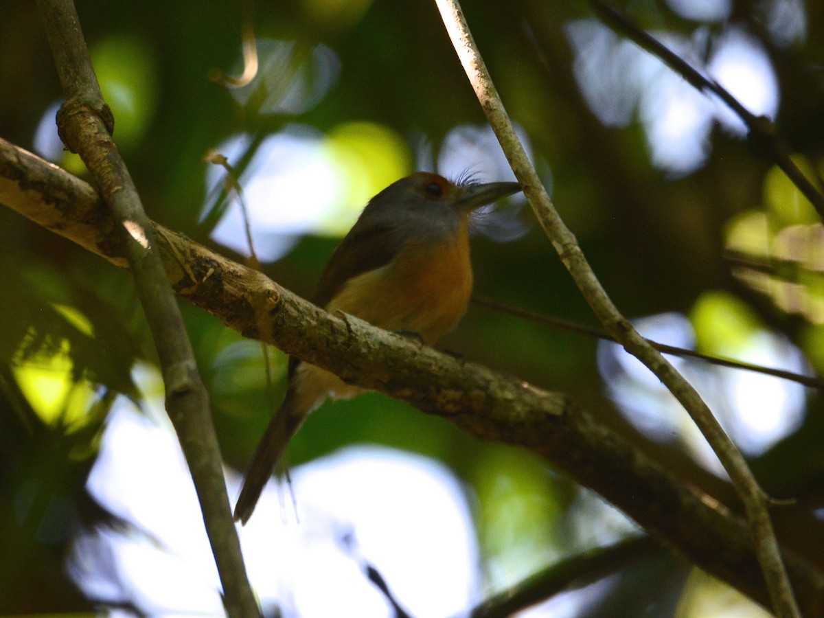Rufous-capped Nunlet - ML38268521