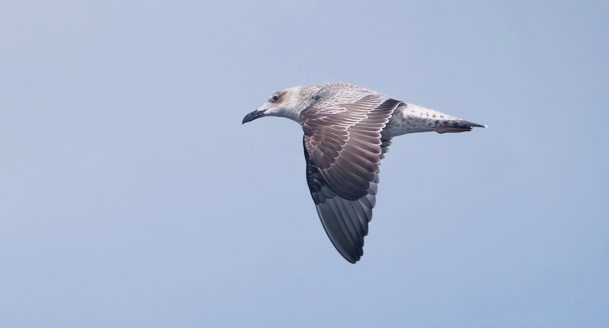 Lesser Black-backed Gull - Gautam Apte