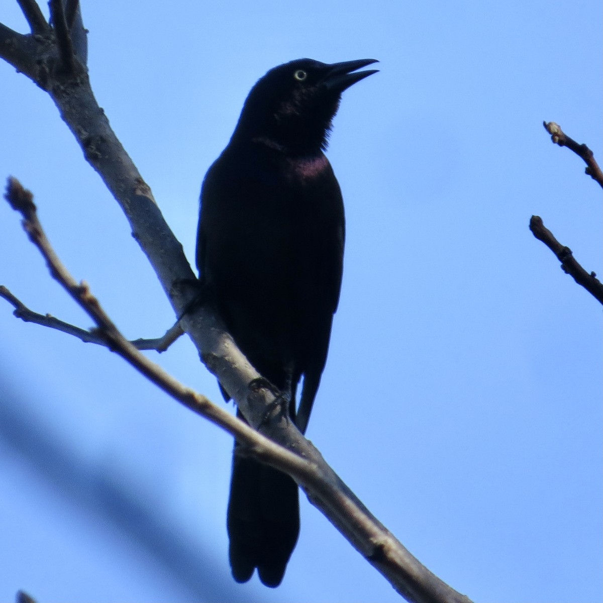 Common Grackle - Bill Lisowsky
