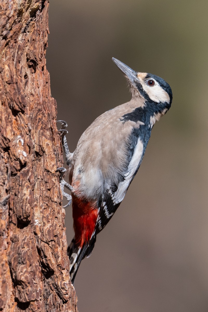 Great Spotted Woodpecker (Canarian) - ML382691551