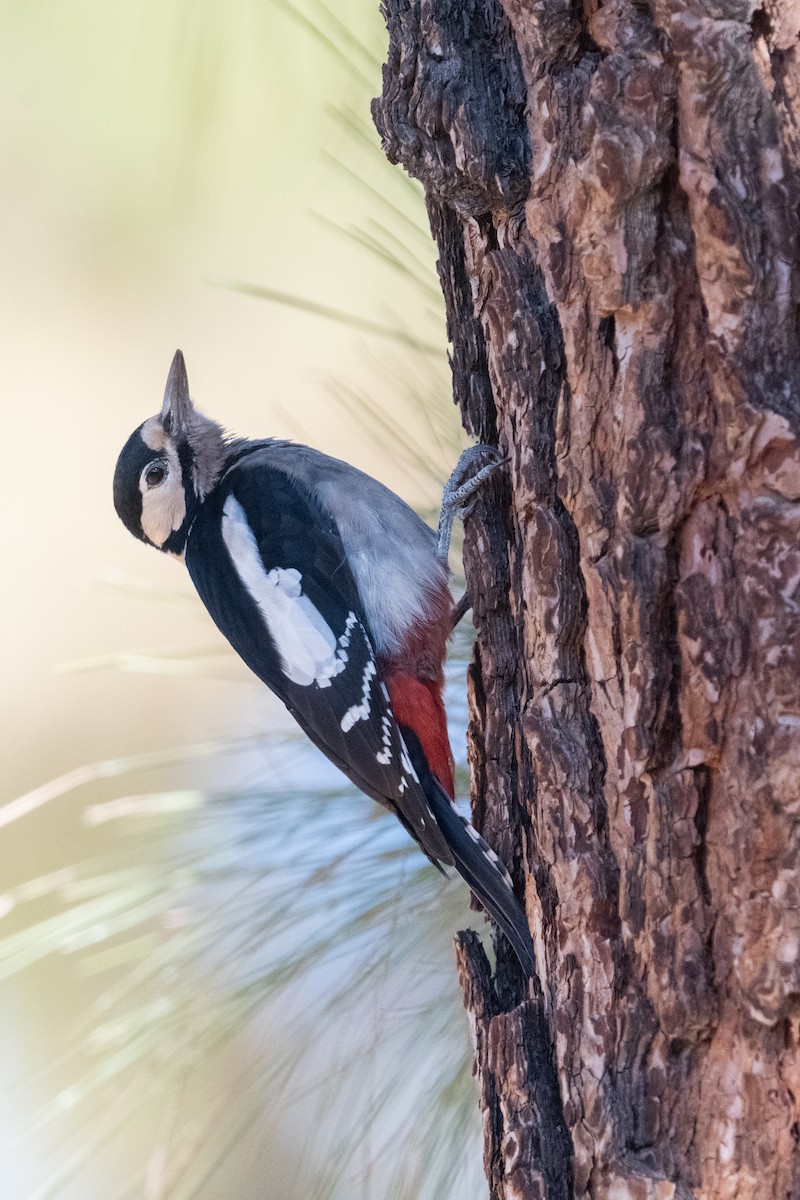 Great Spotted Woodpecker (Canarian) - Lisle  Gwynn