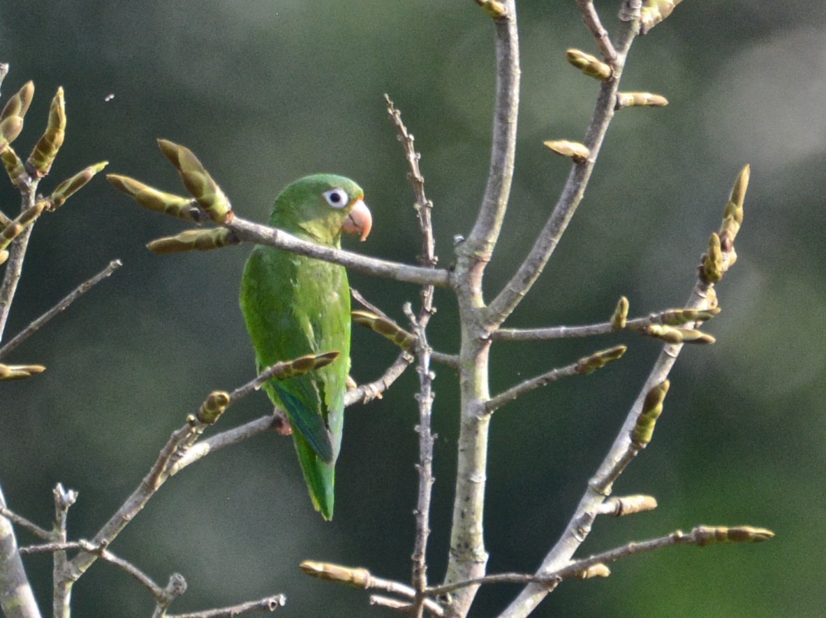 Golden-winged Parakeet - Alan Van Norman