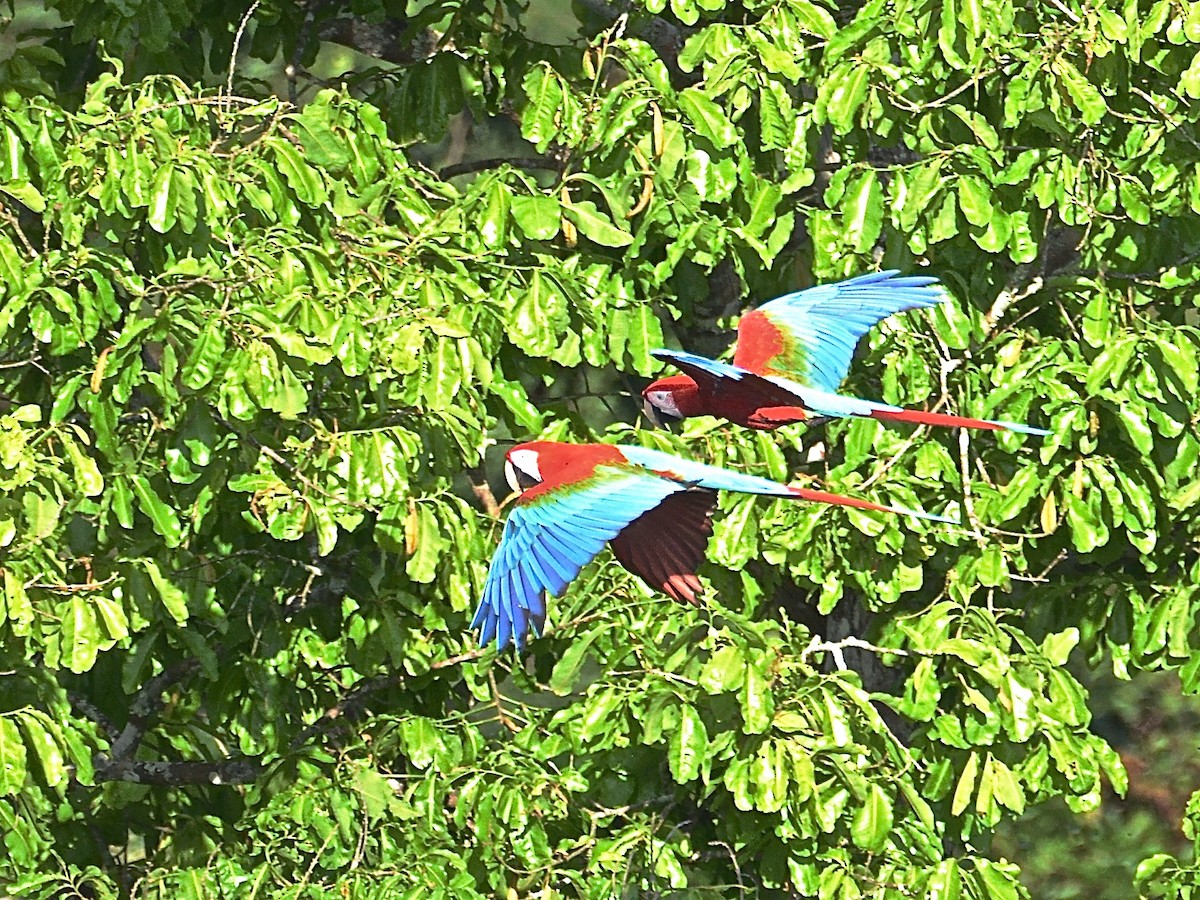 Red-and-green Macaw - ML38270321