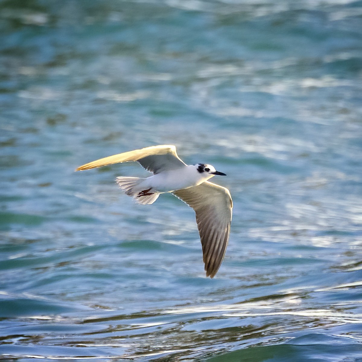 White-winged Tern - Alexander Babych