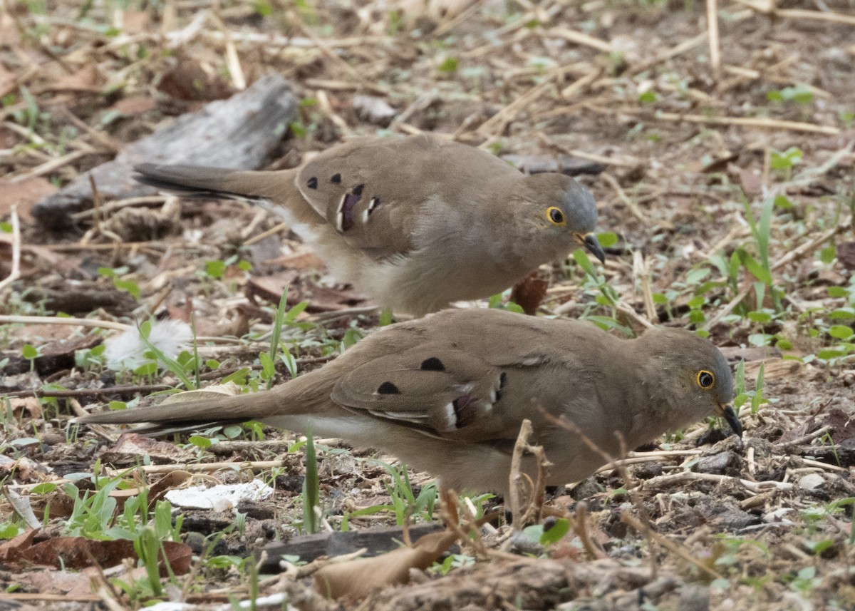Long-tailed Ground Dove - ML382706251