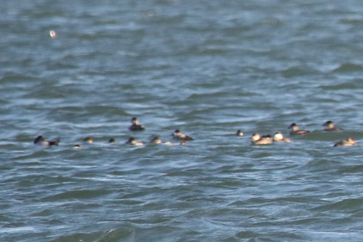 Greater Scaup - ML38271081